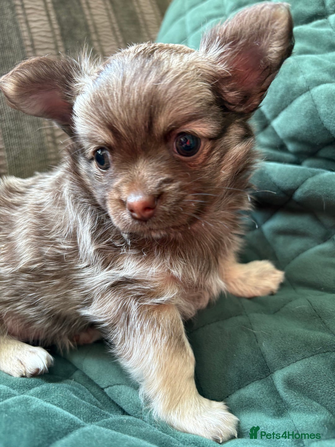 Chihuahua dogs for sale: Gorgeous Fluffy Chihuahua Puppy - Image 2