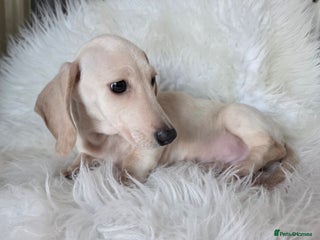 Miniature Dachshund dogs REDUCED LITTER KC REG mini Daxi - Advert 7