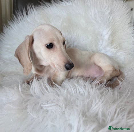 Miniature Dachshund dogs REDUCED LITTER KC REG mini Daxi - Advert 8