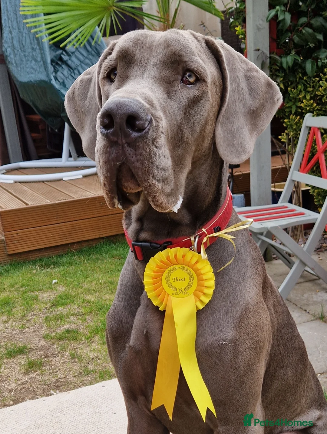 Great Dane dogs for stud: fully health tested proven outstanding solid blue in Thetford - Advert 17