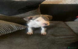 American Bulldog dogs for sale: american bulldog puppies - Image 5