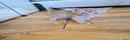 Mixed Breed cats for sale: 4 beautiful mainecoon x Persian kittens in Taunton - Advert 12