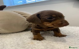 Dachshund dogs for sale: Dachshund puppies  - Image 10