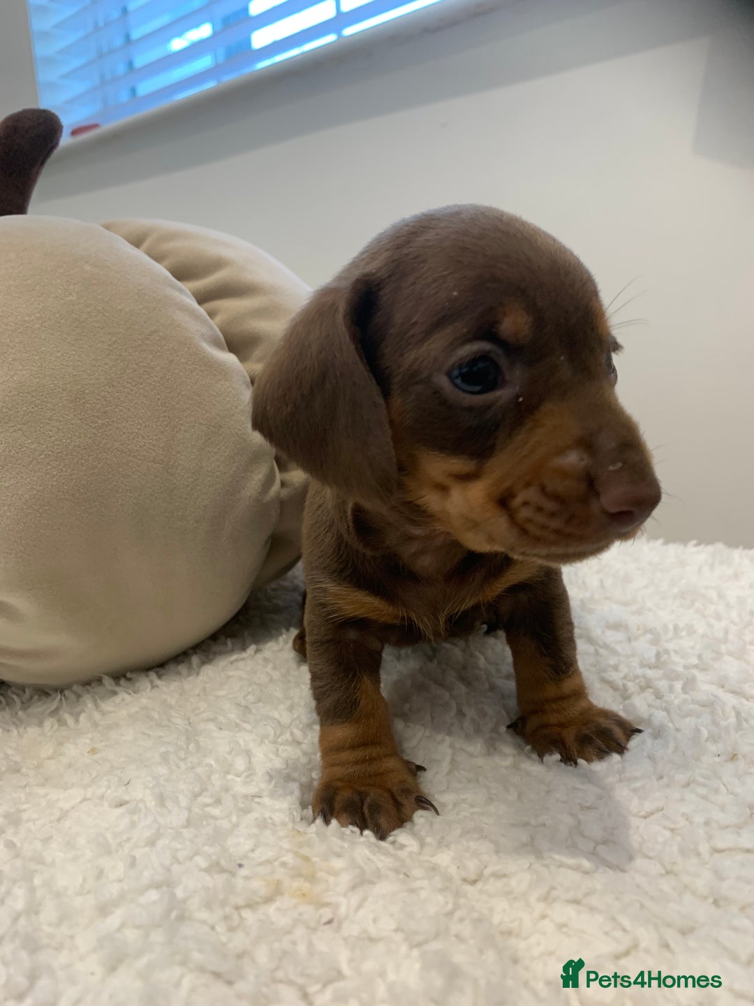 Dachshund dogs for sale: Dachshund puppies  - Image 10