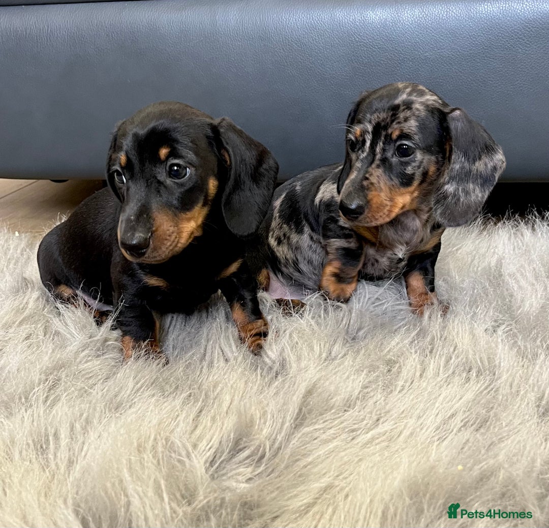 Dachshund dogs for sale: Miniature smooth haired Dachshund puppies  - Image 6