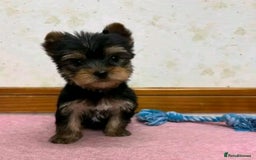 Yorkshire Terrier dogs for sale: Beautiful Yorkshire Puppies 🐶 - Image 4