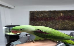 Parrots birds for sale: Alexander Hand Reared 16 weeks old - Image 4