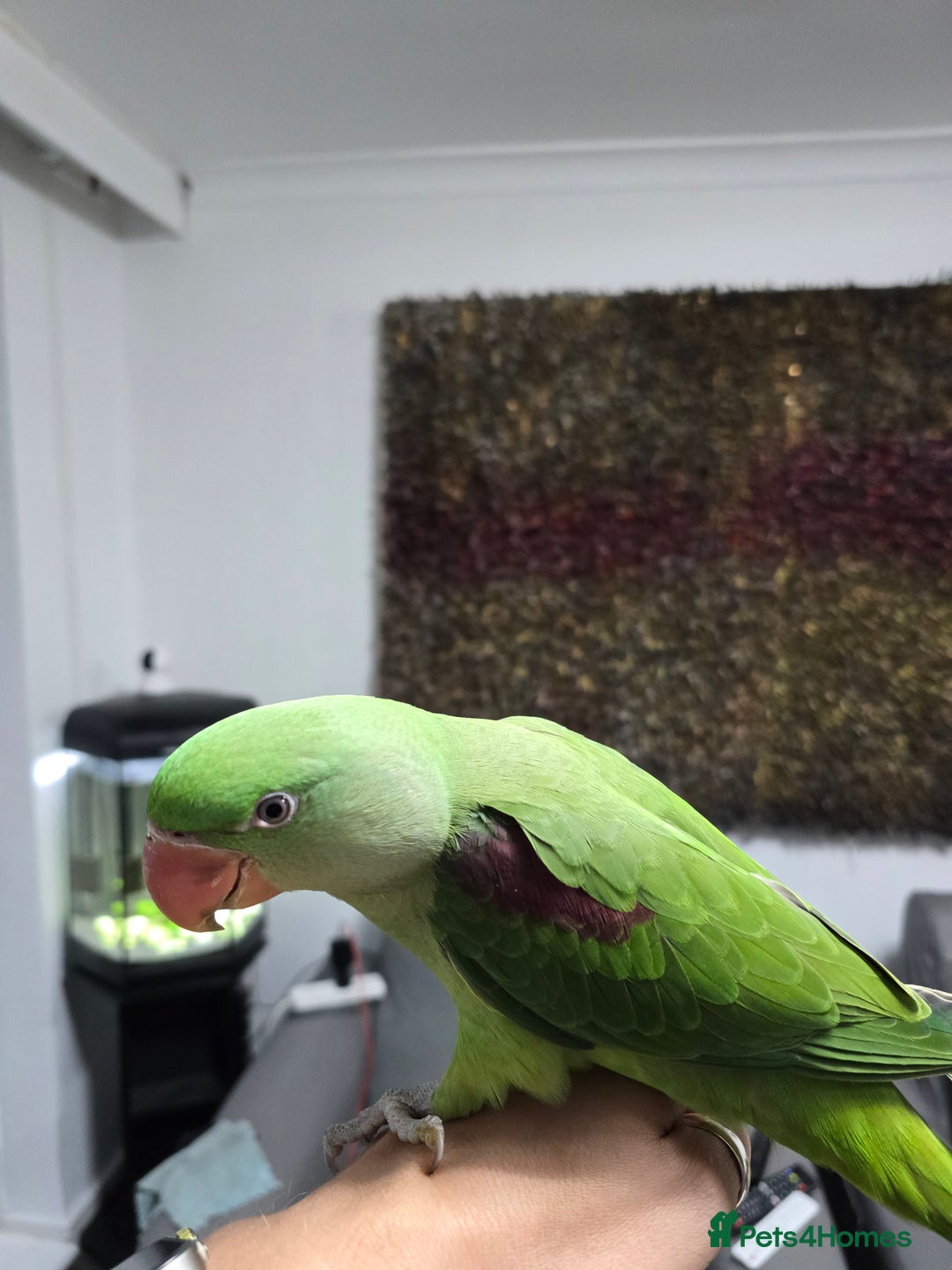 Parrots birds for sale: Alexander Hand Reared 16 weeks old - Image 4