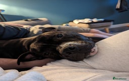Staffordshire Bull Terrier dogs for sale: Male Staffy micro chipped ready for his new family - Image 7