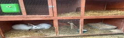 Mixed Breed rabbits for sale: 2 female rabbits  - Advert 3