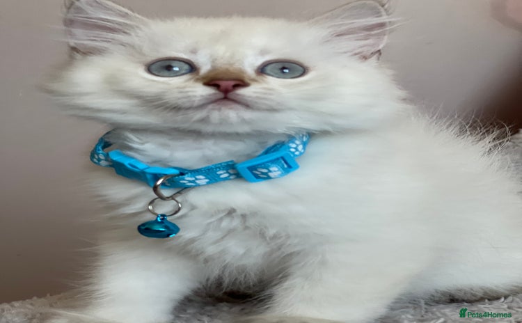 British Longhair cats - Advert 1