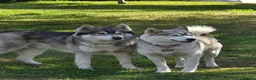 Utonagan dogs for sale: Twin Litter Mates for Rehome in Laurencekirk - Advert 9