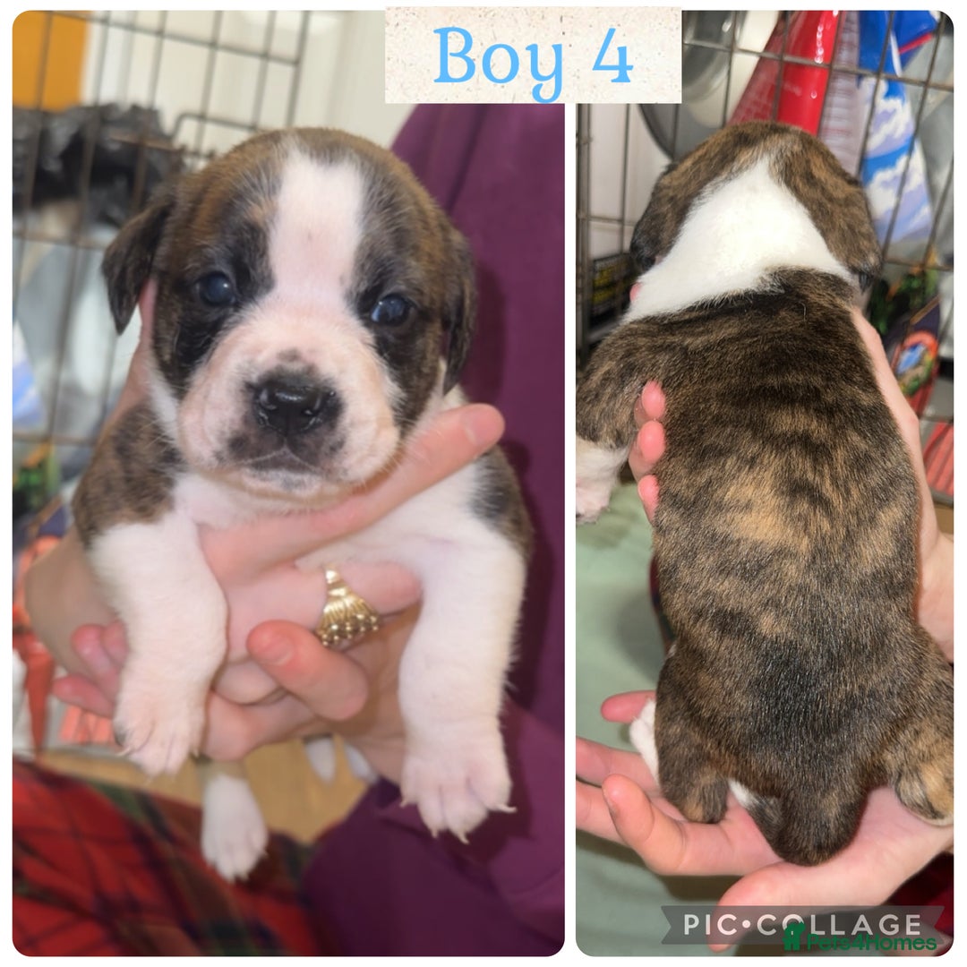 Staffordshire Bull Terrier dogs for sale: 6 staffy x pups  - Advert 8