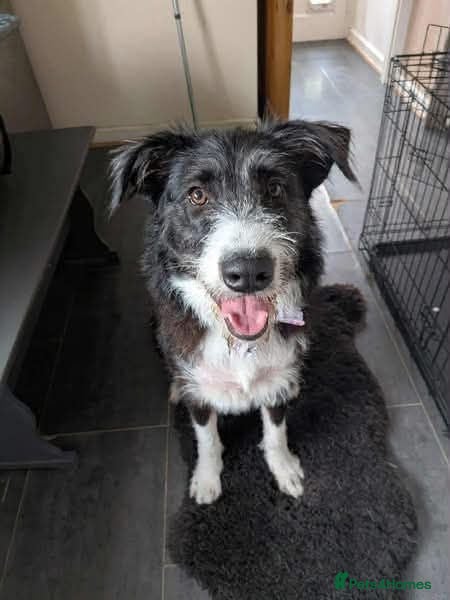 Mixed Breed dogs Meet Mitzie,currently residing in Liverpool  - Advert 1