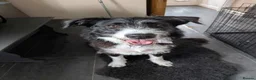 Mixed Breed dogs for adoption: Meet Mitzie,currently residing in Liverpool  in Liverpool - Advert 1