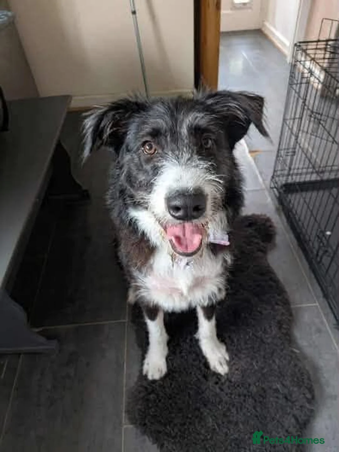 Mixed Breed dogs for adoption: Meet Mitzie,currently residing in Liverpool  in Liverpool - Advert 1