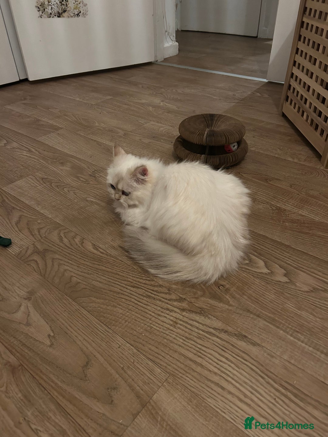 British Longhair cats for sale: 10 month cute British longhair kitten for sale  - Advert 5