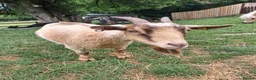 Goats livestock for sale: Two Female Pygmy Goats (to go together) - Advert 5