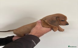 Miniature Dachshund dogs for sale: Gorgeous Long &short haired mini dachshund puppies - Image 16