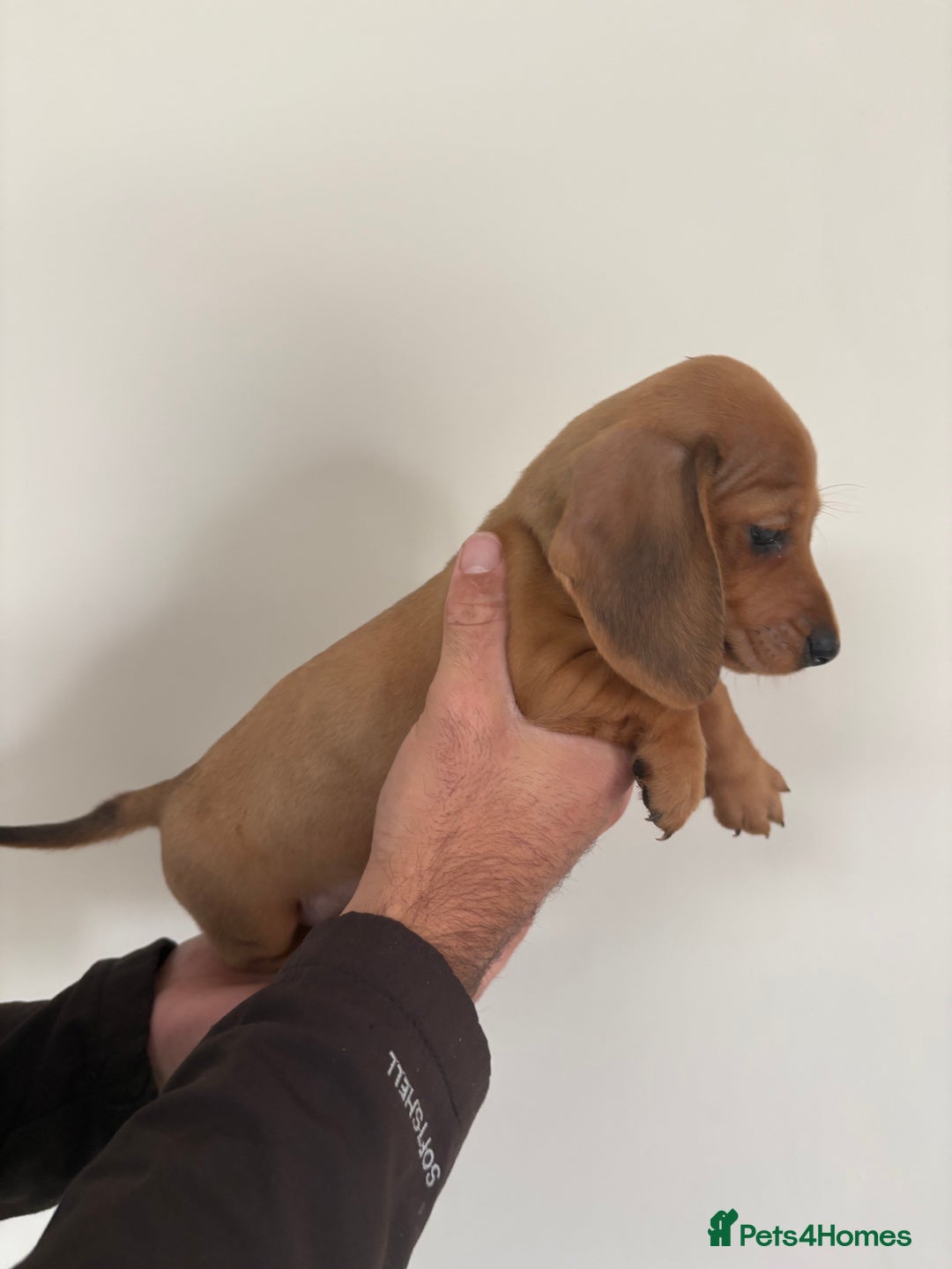 Miniature Dachshund dogs for sale: Gorgeous Long &short haired mini dachshund puppies - Image 16