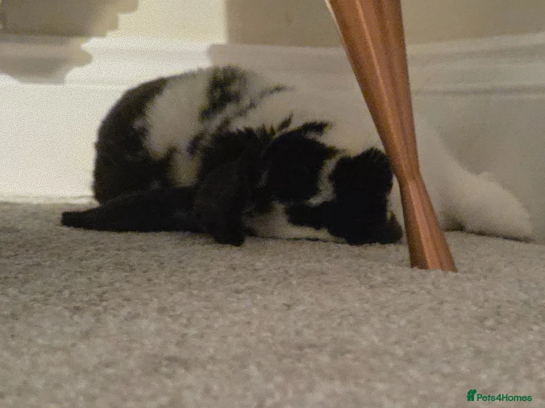 Mini Lop rabbits for sale: Benji mini Lop to rehome  - Advert 2