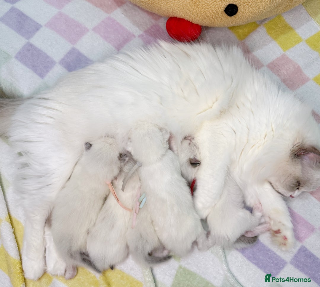 Ragdoll cats for sale: ✨ 4 Gorgeous Ragdoll Kittens ✨ - Advert 11