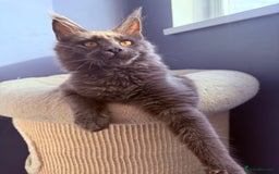 Maine Coon cats for sale: Polydactyl and non polydactyl kittens  - Image 4