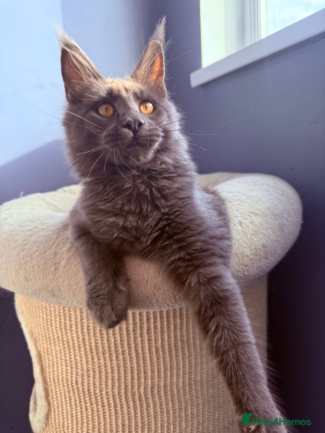 Maine Coon cats for sale: Polydactyl and non polydactyl kittens  - Image 4