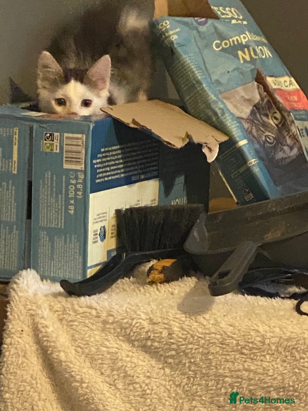 Mixed Breed cats for sale: Lower price…READY NOW….Mainecoon x Kittens - Image 4