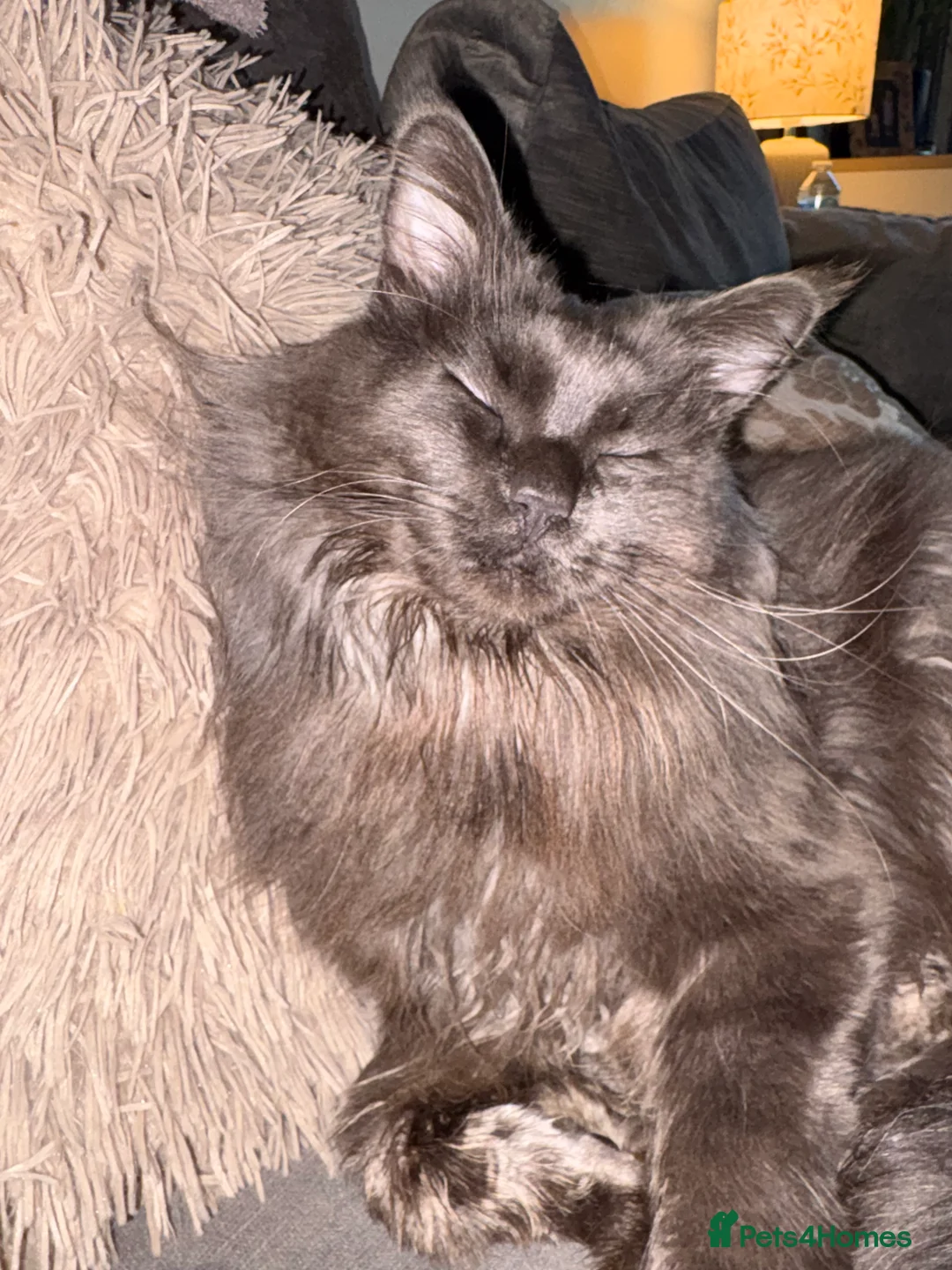 Maine Coon cats for stud: Grey smoke full breed maine coon.  in Norwich - Advert 1