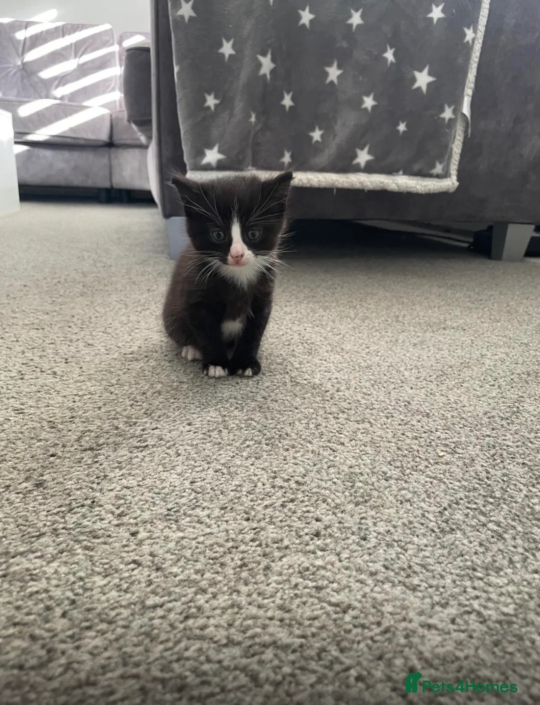 Mixed Breed cats for sale: Kitten for sale  - Advert 2
