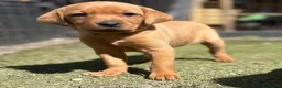 Labrador Retriever dogs for sale: Fox Red & Light Labrador Puppies- Ready June 2026 - Advert 7