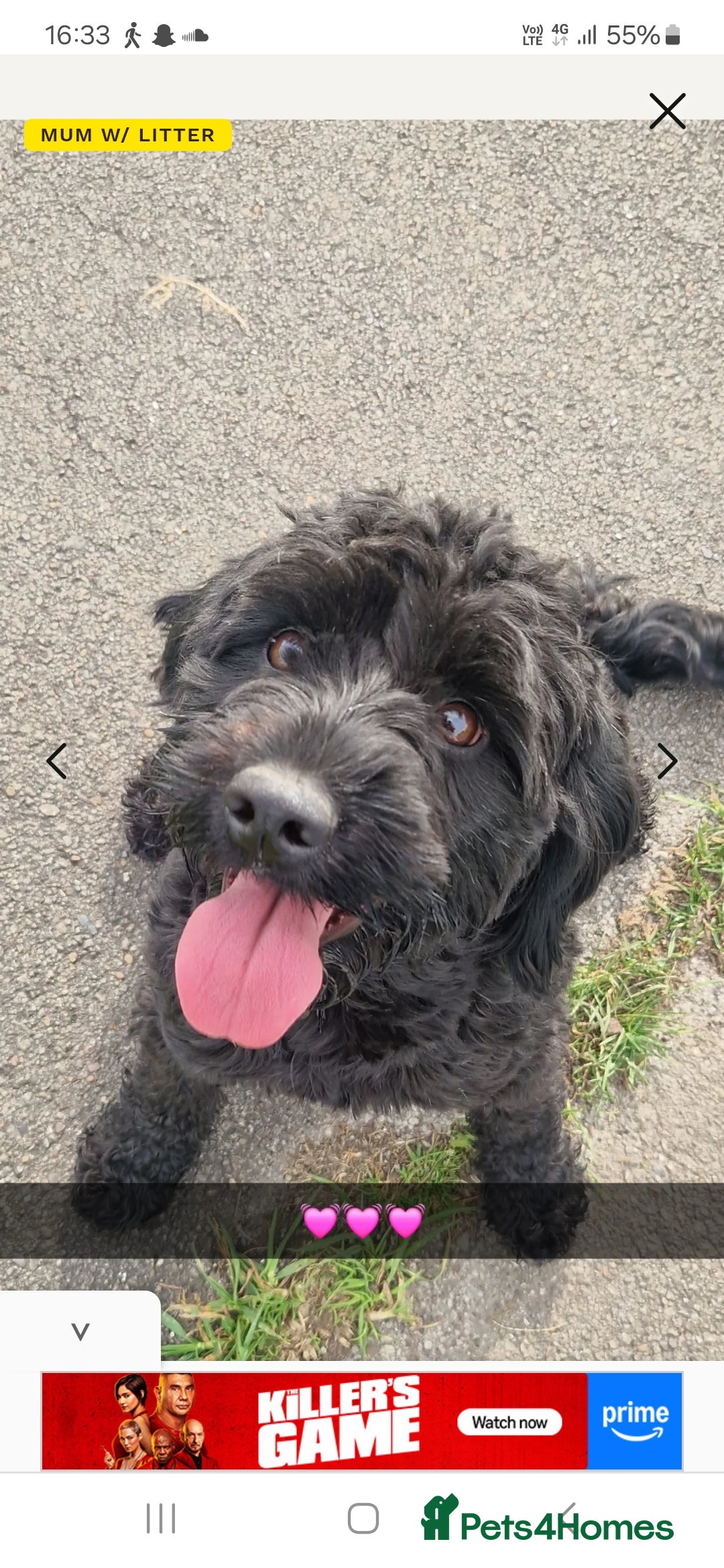 Cockapoo dogs for sale: 6 beautiful F2 cockapoos for sale!    - Advert 10