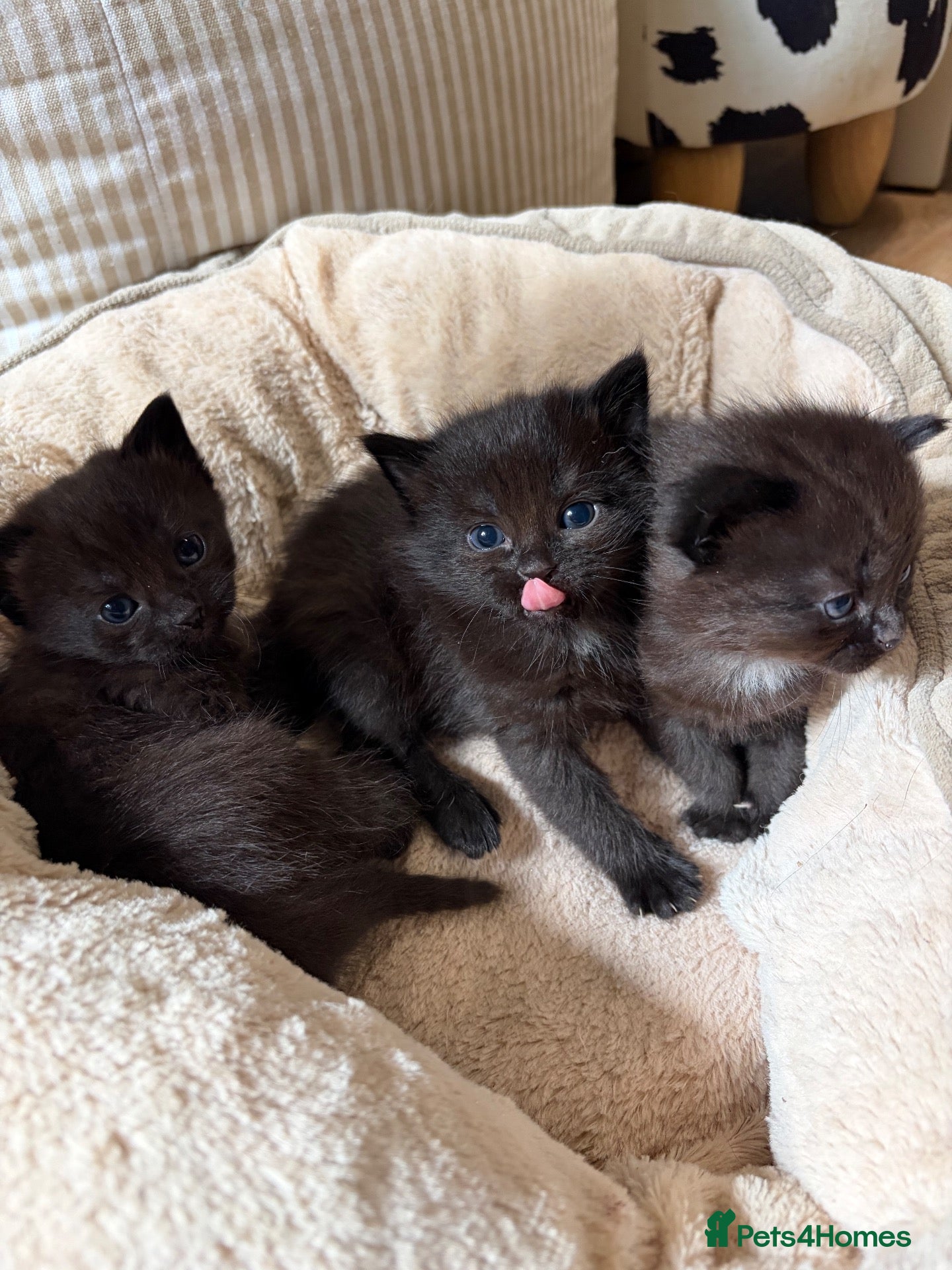 Domestic Shorthair cats Dsh kittens  - Advert 7