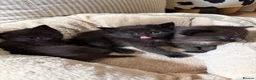 Domestic Shorthair cats for sale: Dsh kittens  - Advert 3