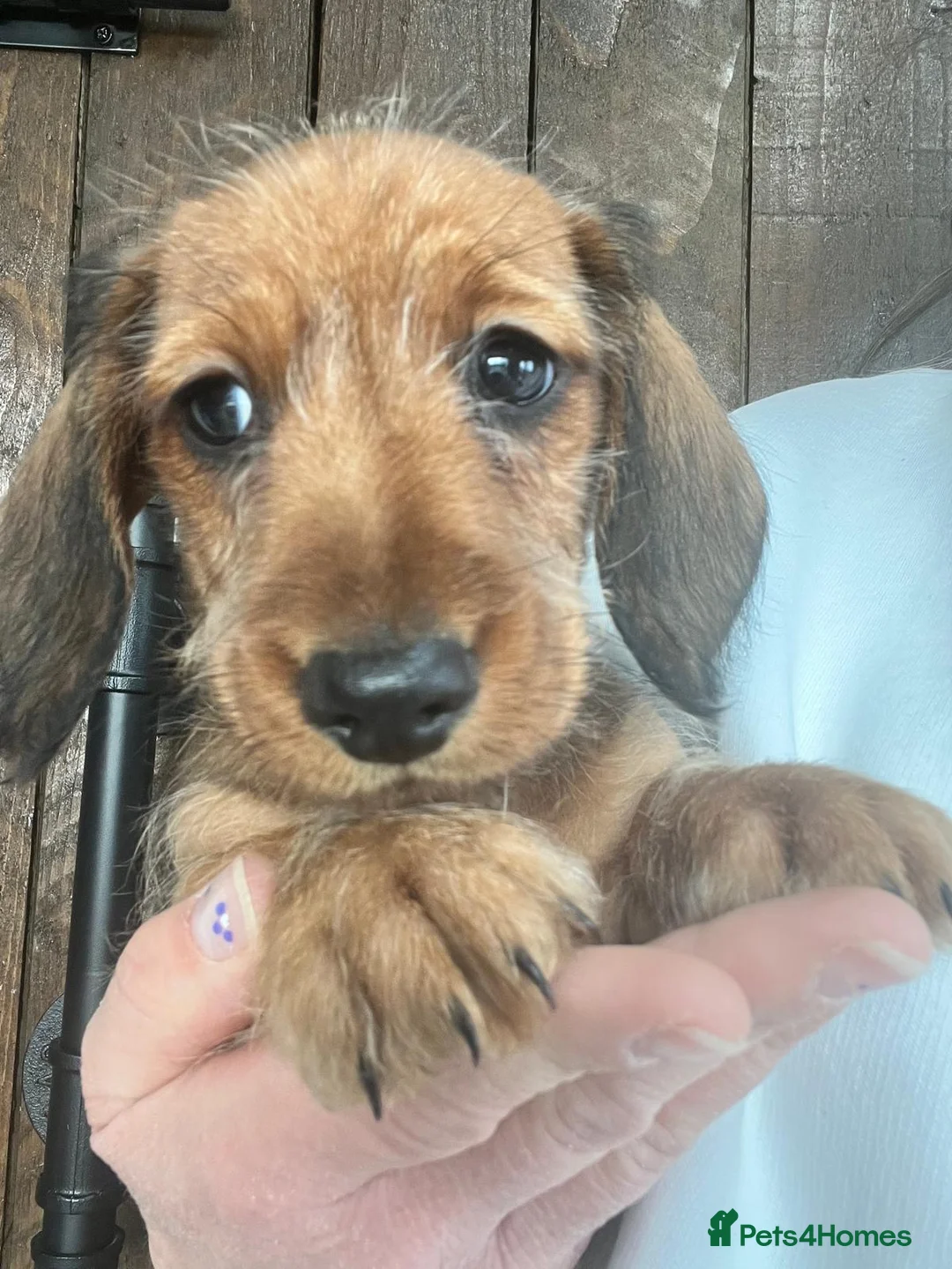 Miniature Dachshund dogs for sale: READY NOW 1 Beautiful Longhair/Wirehair Dachshunds - Advert 2