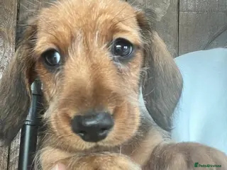 Miniature Dachshund dogs READY NOW 1 Beautiful Longhair/Wirehair Dachshunds - Advert 18