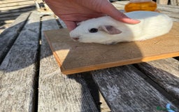 Guinea Pig rodents for sale: Pure bred California & Swiss guineapigs  - Image 16