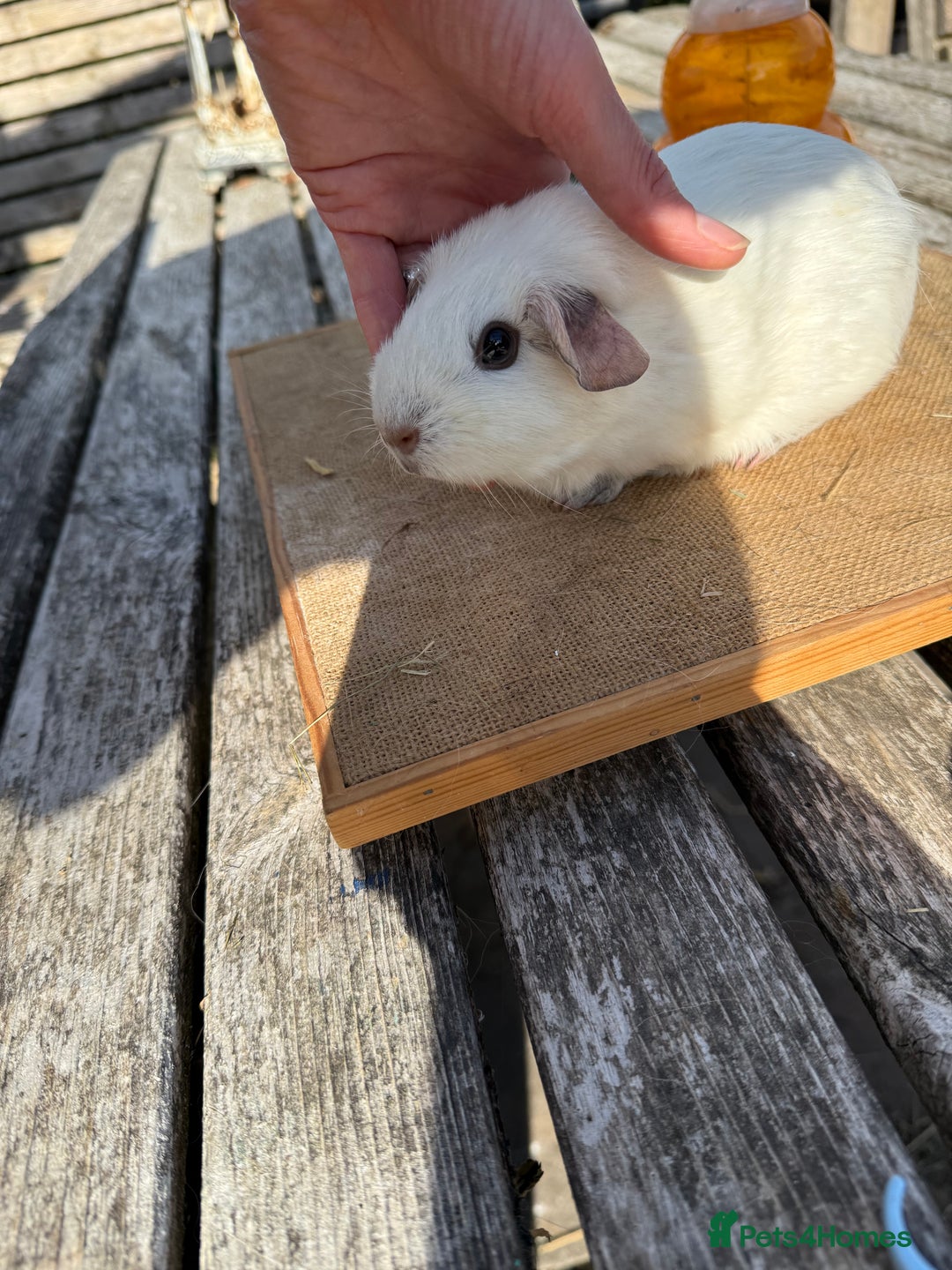 Guinea Pig rodents for sale: Pure bred California & Swiss guineapigs  - Image 16