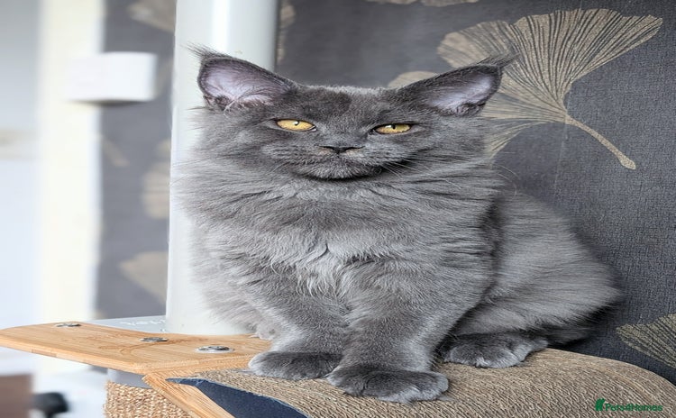 Maine Coon cats - Advert 16