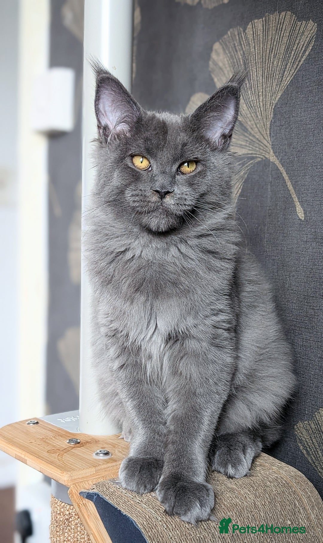 Maine Coon cats for sale: Maine coon kitten. Tica registered - Image 1