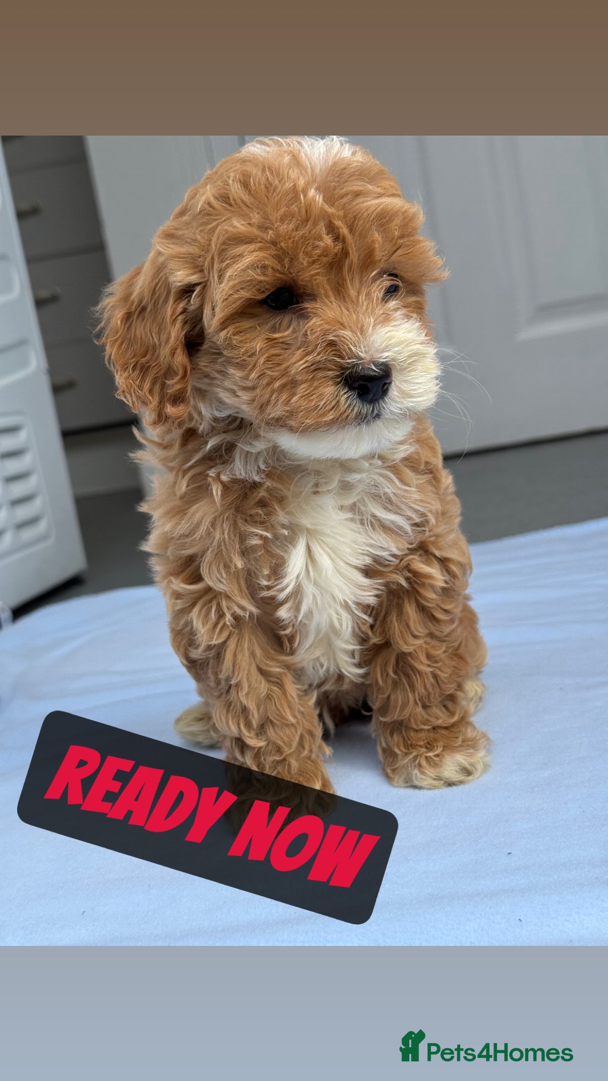 Cockapoo dogs STUNNING F1B TOY COCKAPOO’S - Advert 5