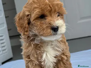 Cockapoo dogs STUNNING F1B TOY COCKAPOO’S - Advert 5