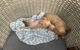 Chihuahua dogs for sale: One of a kind ChiPin Puppies - Image 5