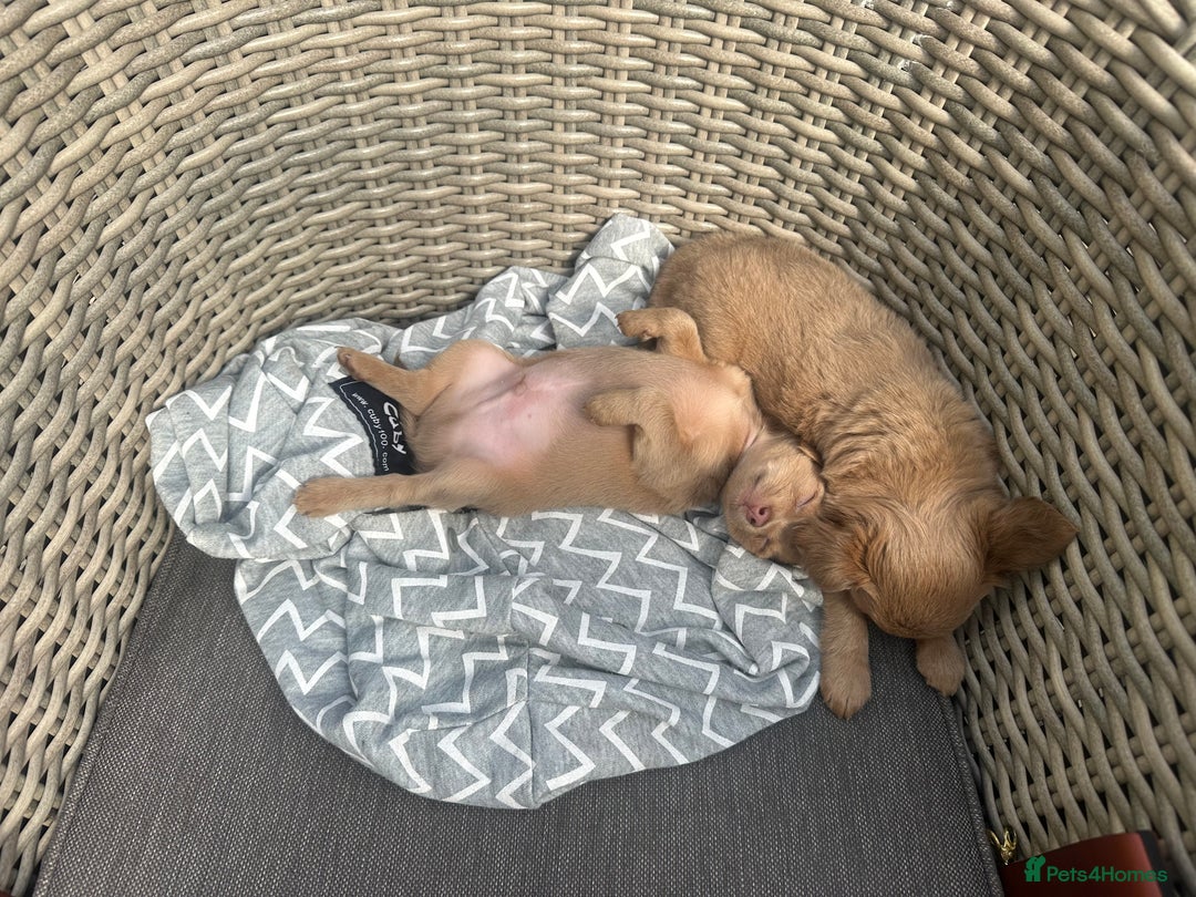 Chihuahua dogs for sale: One of a kind ChiPin Puppies - Image 5
