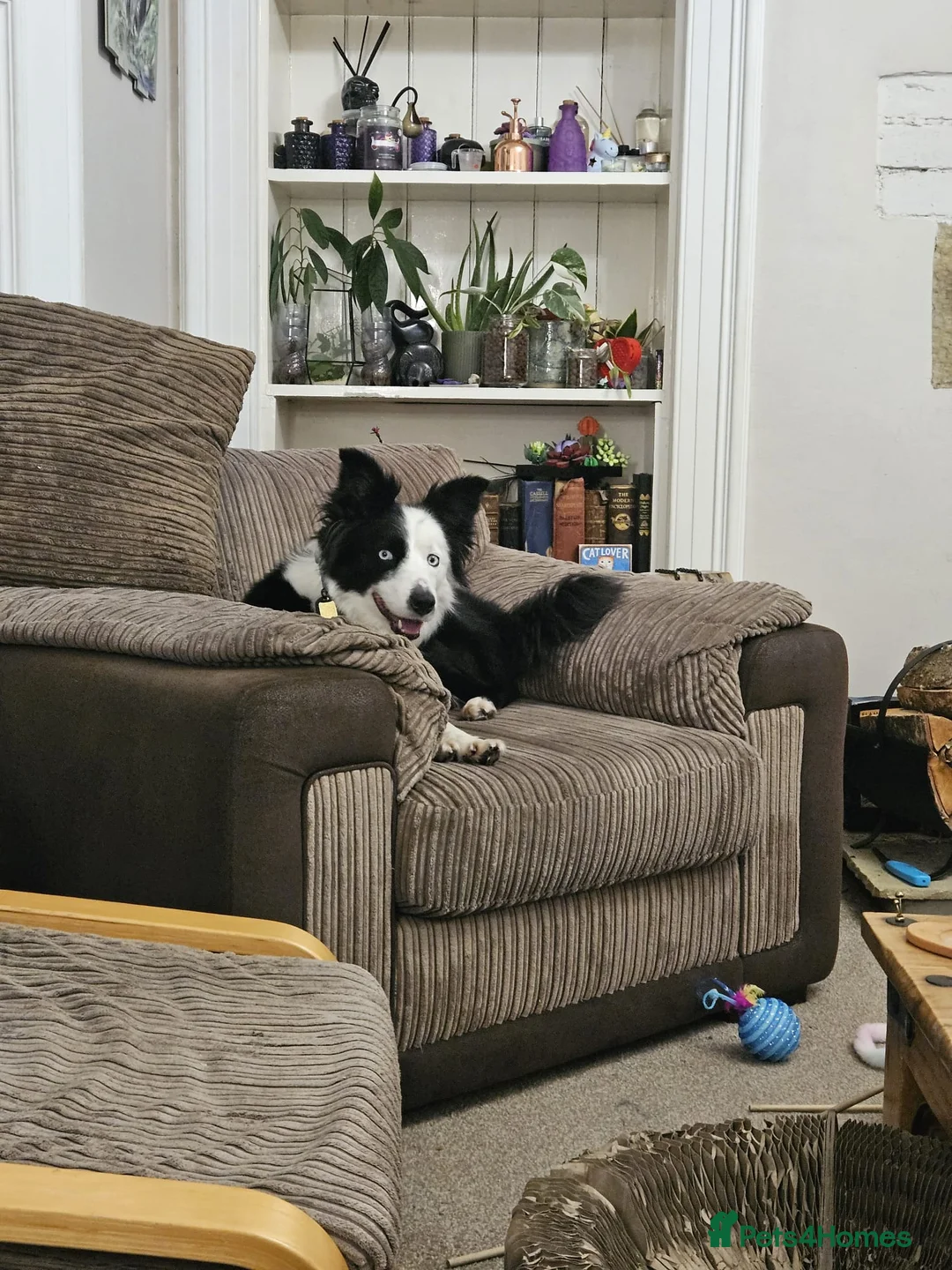 Border Collie dogs for sale: Loving young female border collie for pet home - Advert 4