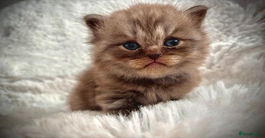 British Shorthair cats - Advert 2