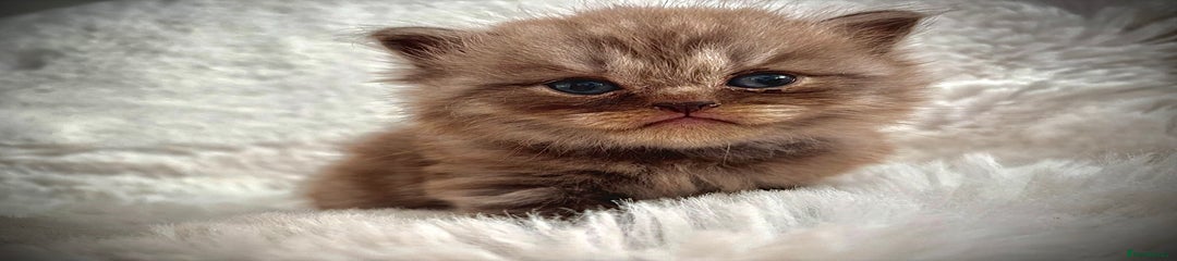 Big fluff Kitten 1