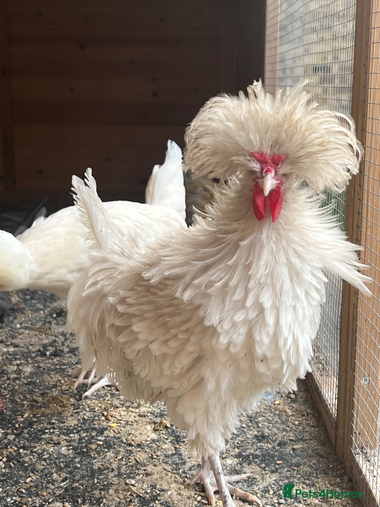 Chickens poultry Polish mix with frizzle cock 3 months old  - Advert 5