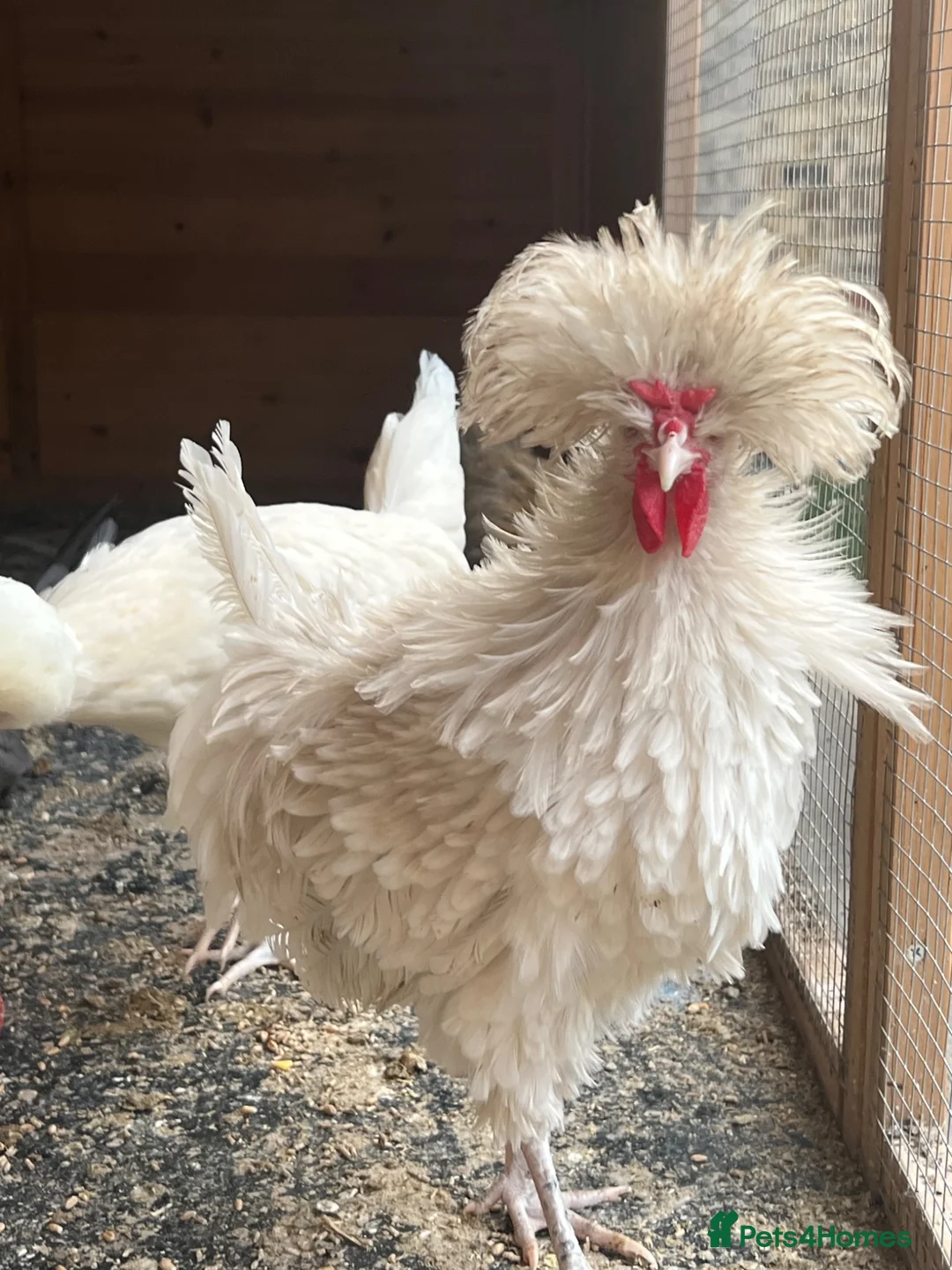 Chickens poultry for sale: Polish mix with frizzle cock 3 months old  - Advert 1